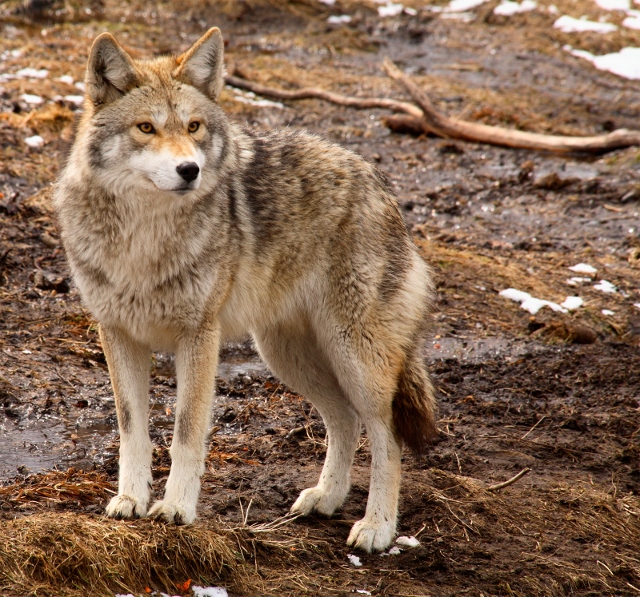 Toree's Stories: Birds of prey call Tahoe, Truckee home