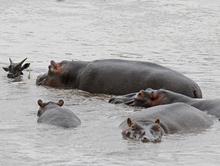 Hippo Saves Gnu from Crocodile