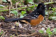 Toree's Stories: Birds of prey call Tahoe, Truckee home